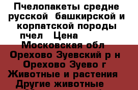 Пчелопакеты средне-русской, башкирской и корпатской породы пчел › Цена ­ 4 000 - Московская обл., Орехово-Зуевский р-н, Орехово-Зуево г. Животные и растения » Другие животные   . Московская обл.